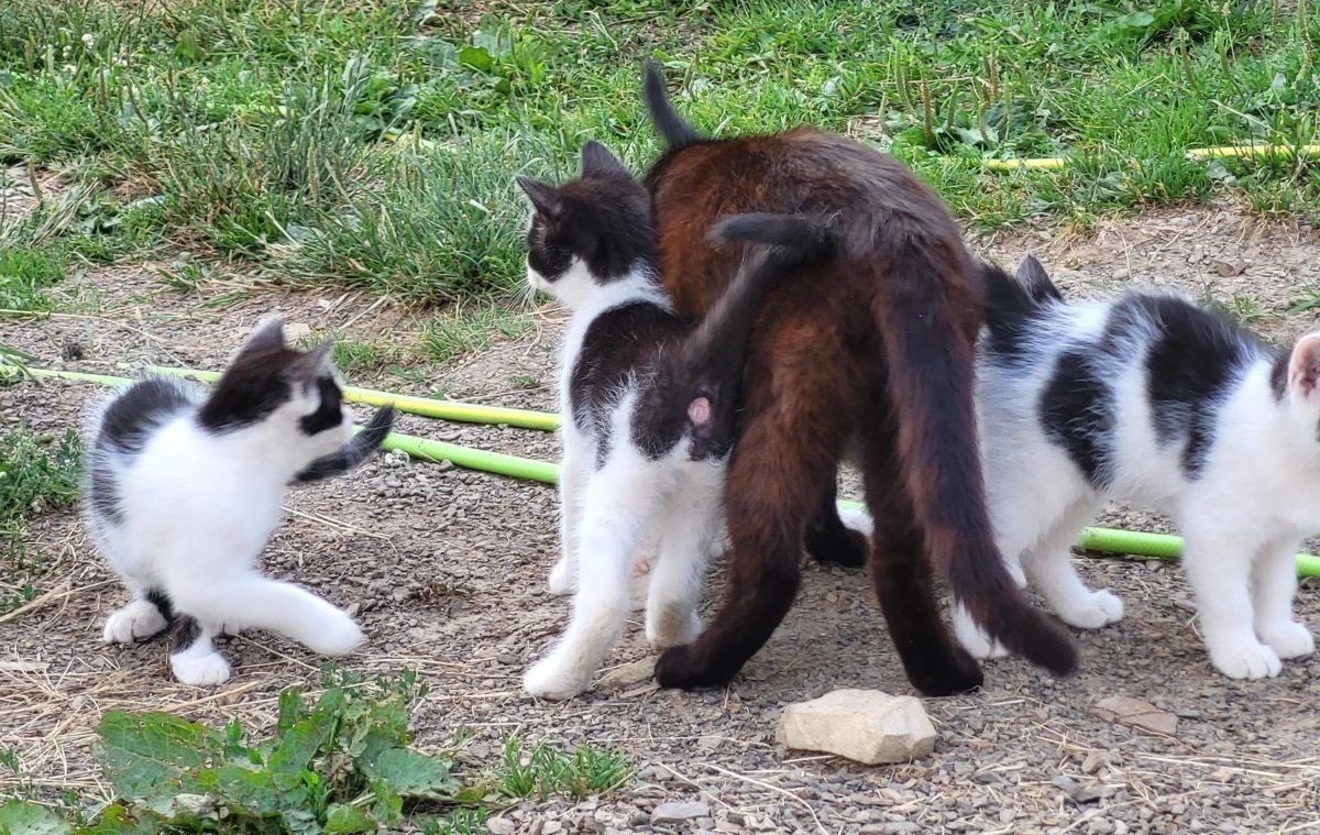 4 niebezpieczeństwa, które czyhają na koty latem