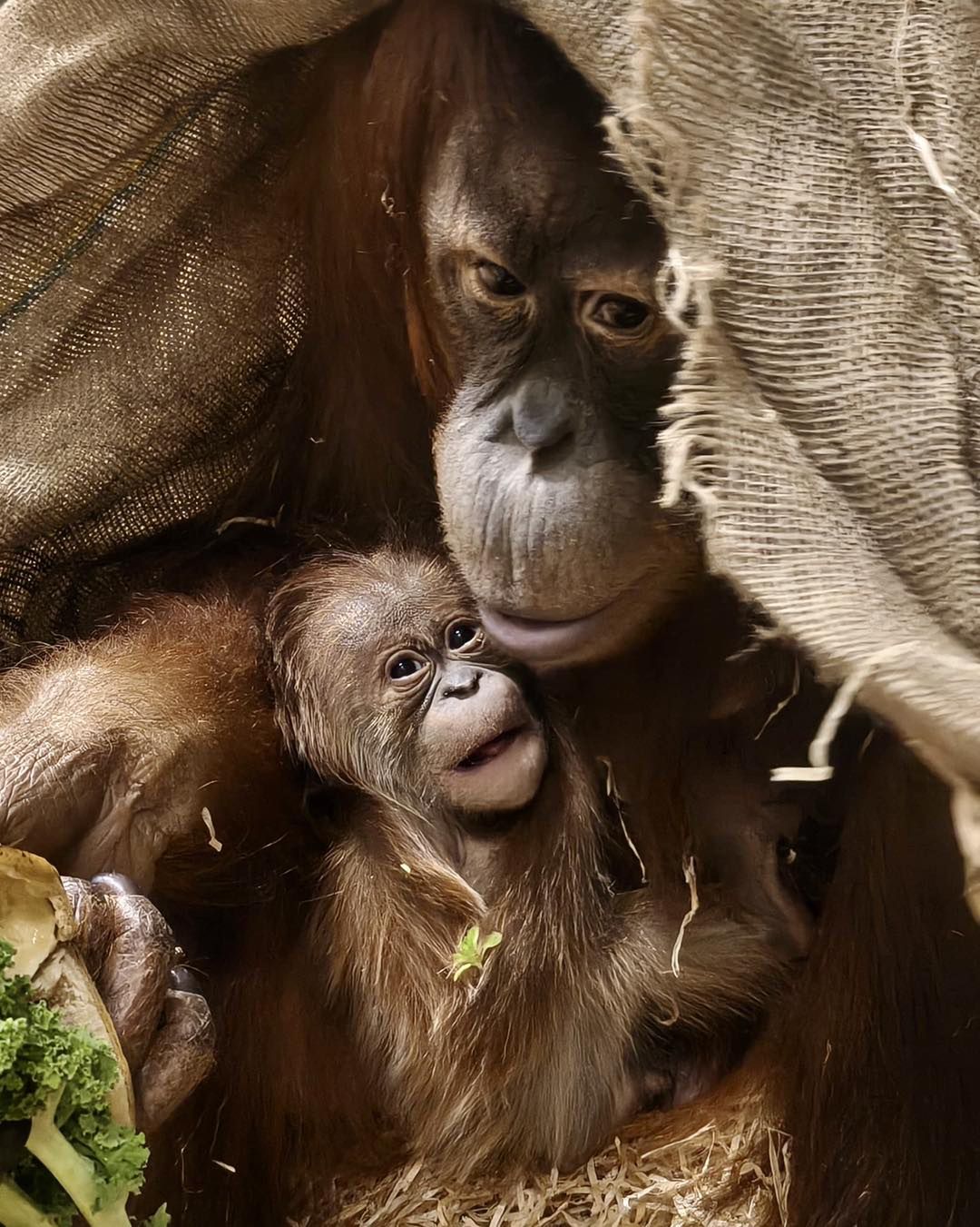 Historyczne narodziny w Łodzi. Pierwszy orangutan sumatrzański w Polsce przyszedł na świat