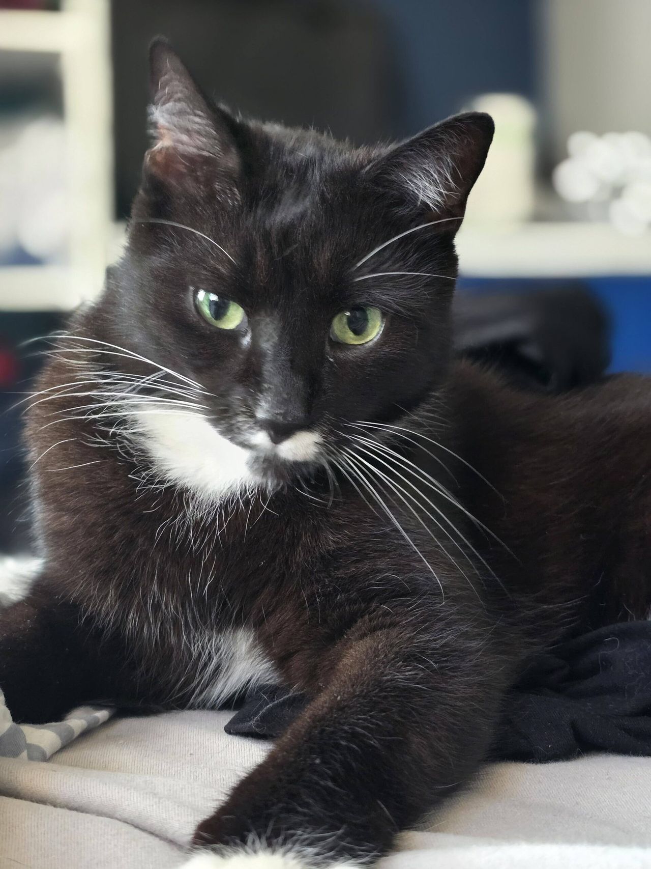 Dzień Czarnego Kota: Święto Pełne Magii i Tajemnic