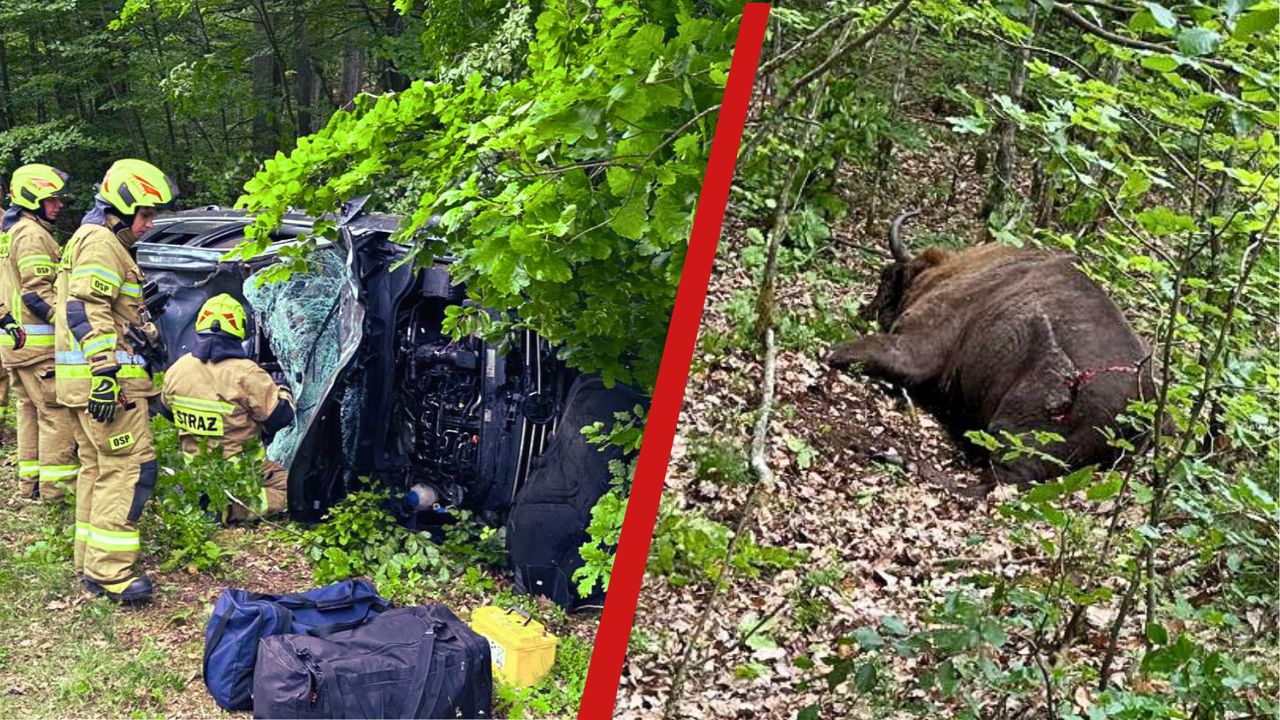 Dramatyczny wypadek pod Rusinowem! Samochód zderzył się z żubrem – dwie osoby w szpitalu