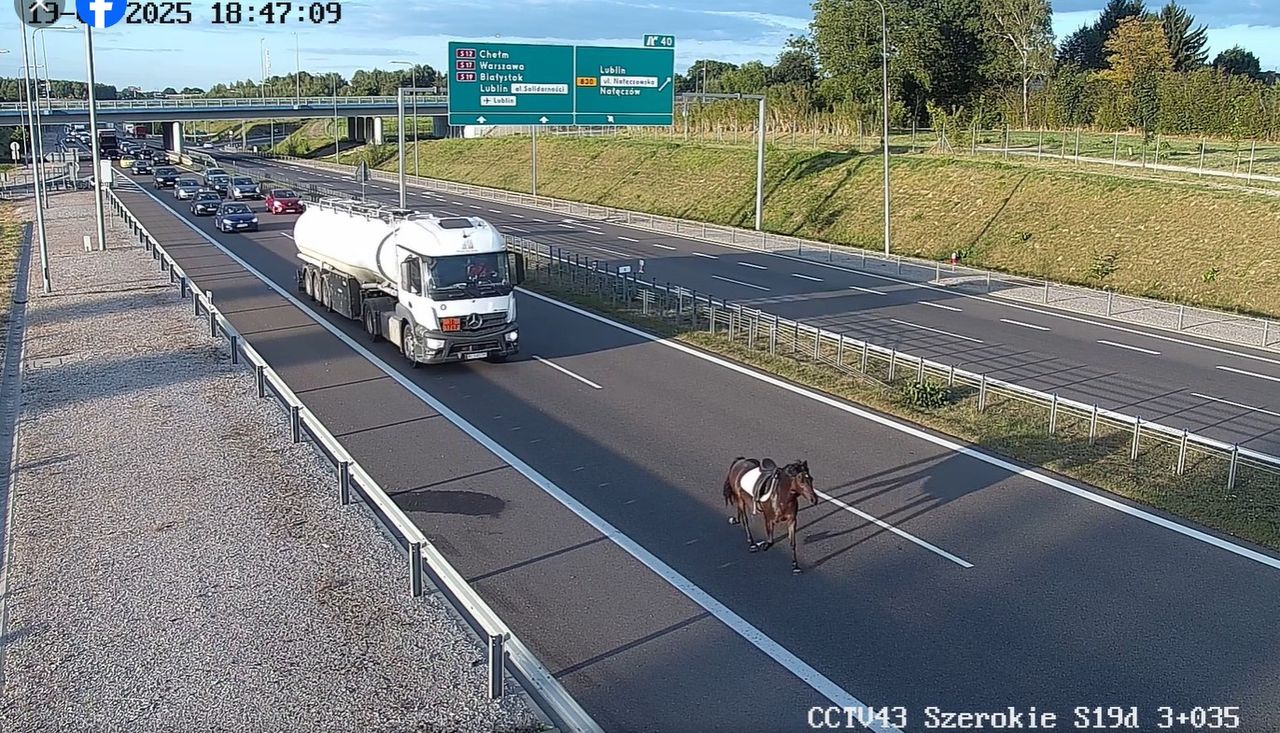 Koń na drodze szybkiego ruchu – nietypowy uczestnik ekspresówki