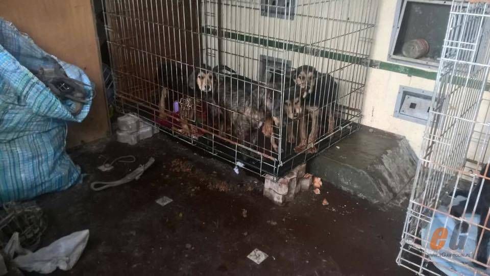 Koniec piekła zwierząt w Sobolewie. Prawniczka wyjaśnia!