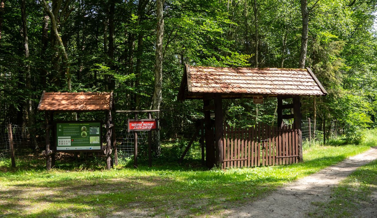 Odkryj magiczny Rezerwat Cisów w Czarnem – zielona perełka Pomorza
