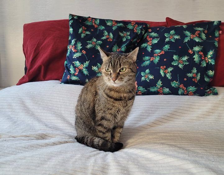 Kot domowy udomowił się sam? W odróżnieniu od psów