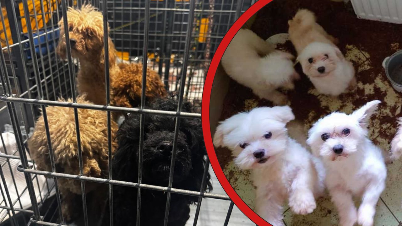 HORROR W HODOWLI POD KRAKOWEM! Psy w fekaliach, brak wody i okaleczony doberman – policja ujawnia szokujące fakty