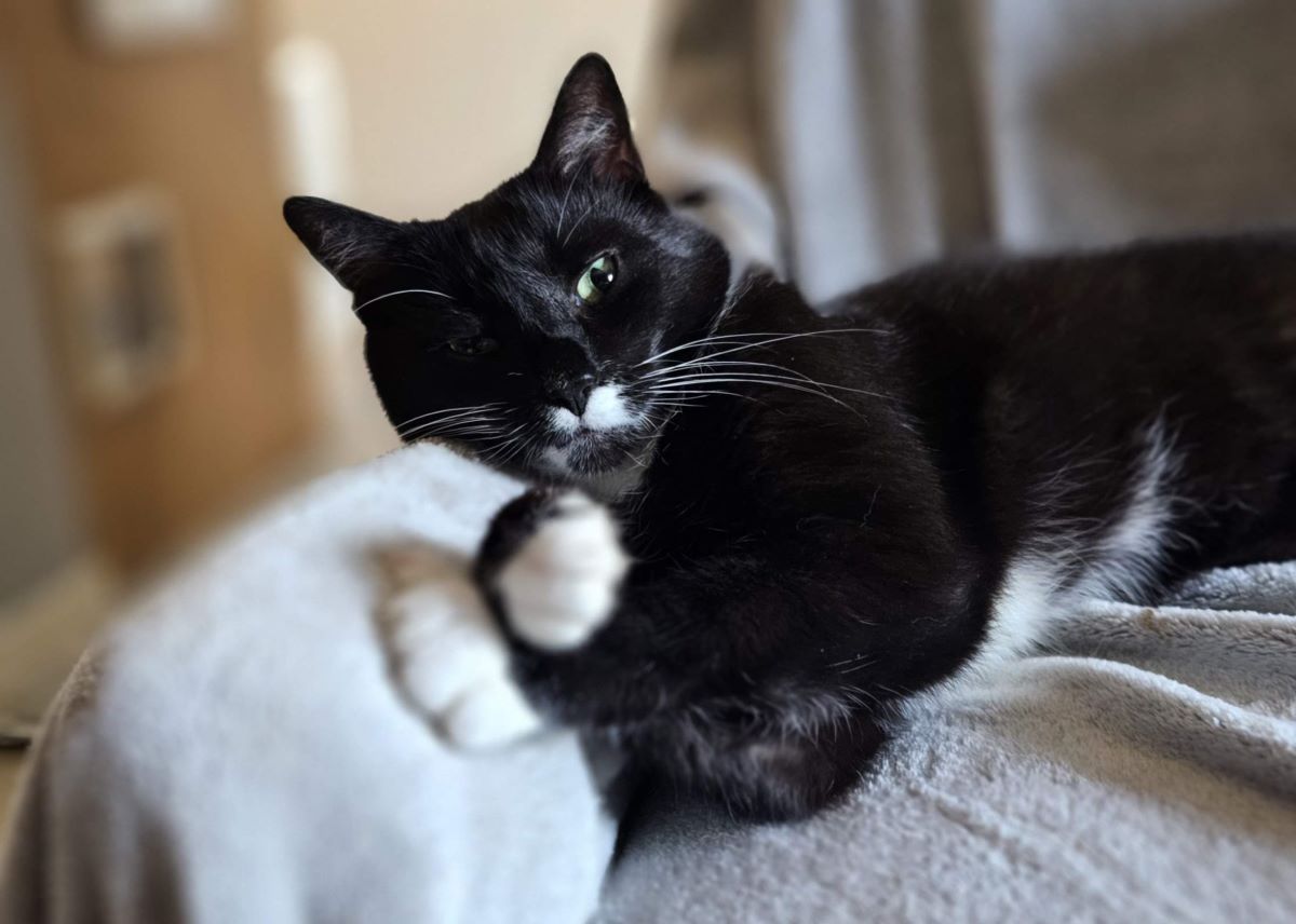 Czy czarny kot przynosi pecha? Dziś piątek 13-tego!