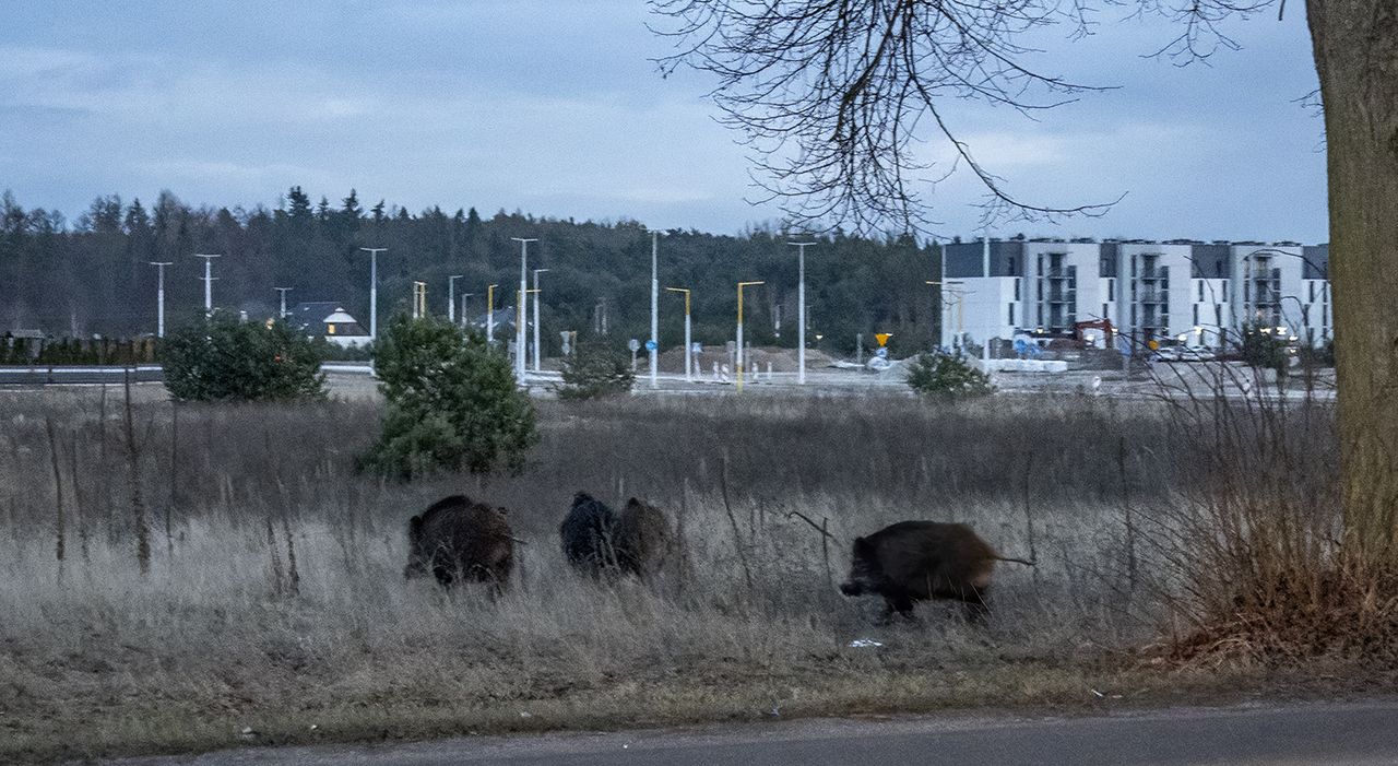 Dziki coraz częściej widywane w Pile