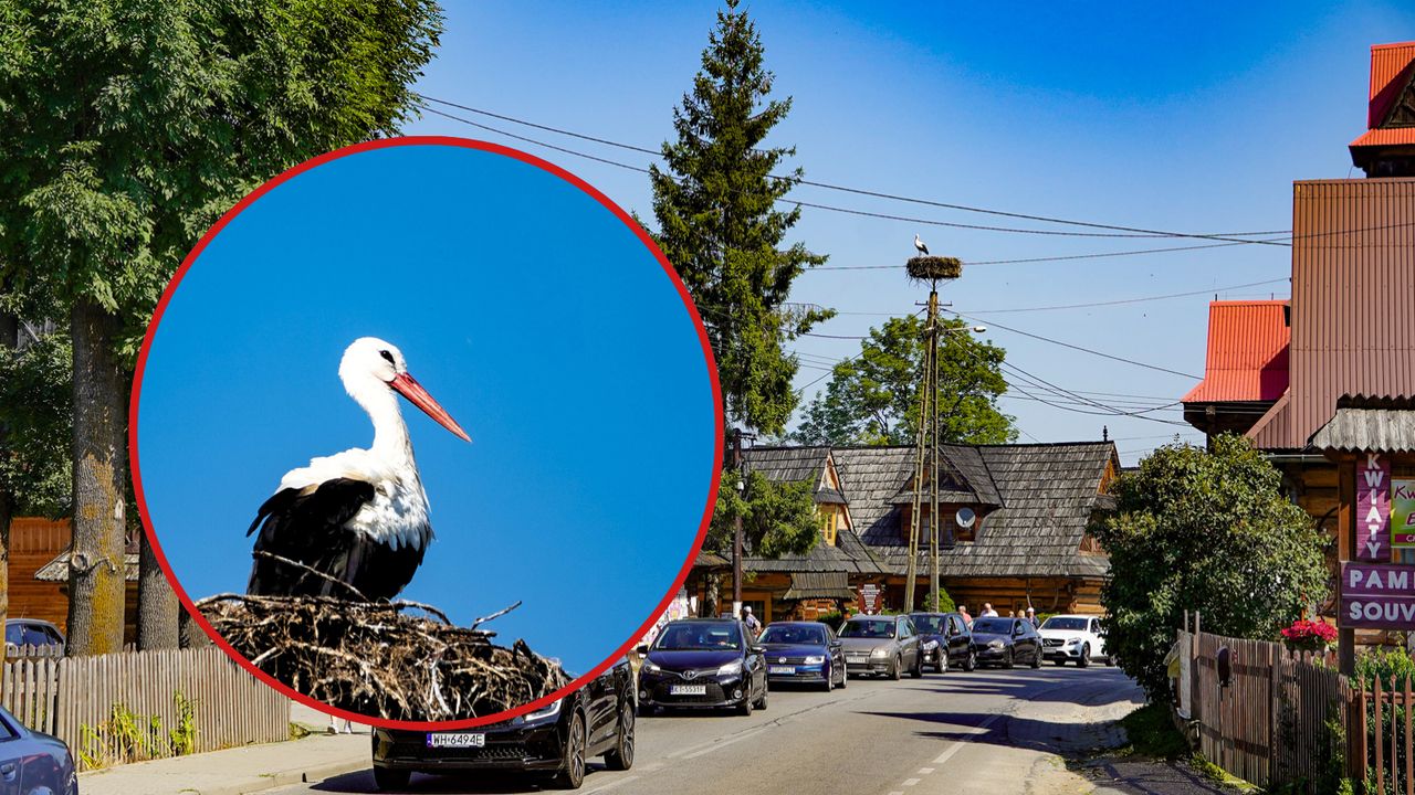 Ten bocian uwielbia Polskę! Został u nas, choć jego krewni już dawno odlecieli