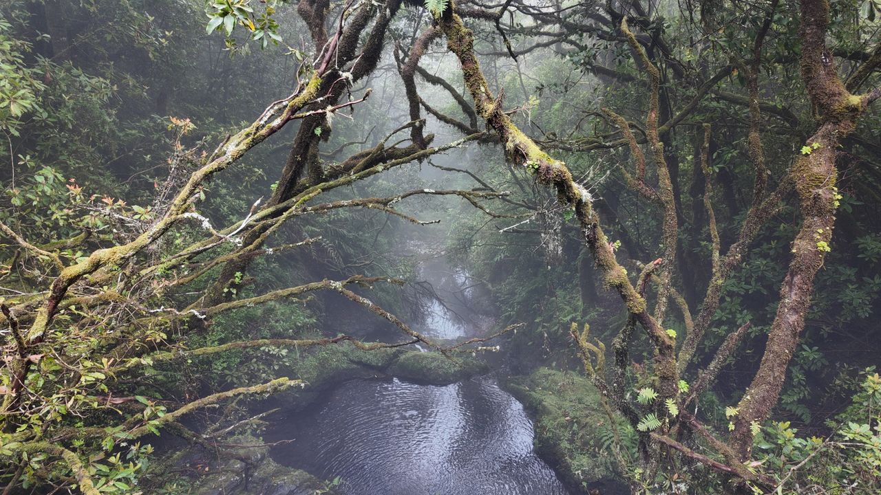 Madera: Levada do Furado – zielony szlak przez serce lasu laurowego (PR10)