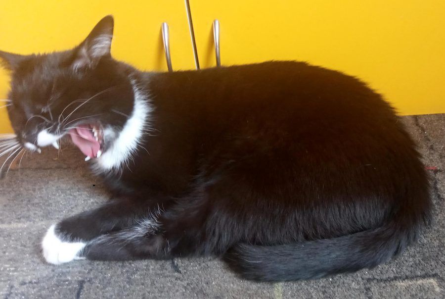 Czy powinienem myć zęby kota? Porady i wskazówki weterynarza