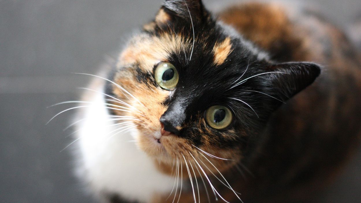 Lis i kot – niezwykłe spotkanie dwóch światów