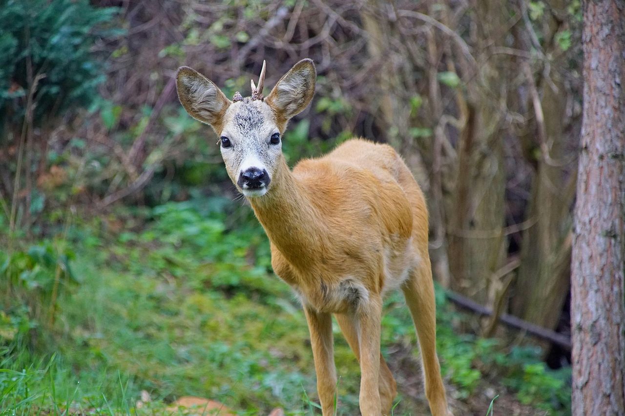 Uwaga na dzikie zwierzęta na drogach. Kolejne zdarzenie w regionie