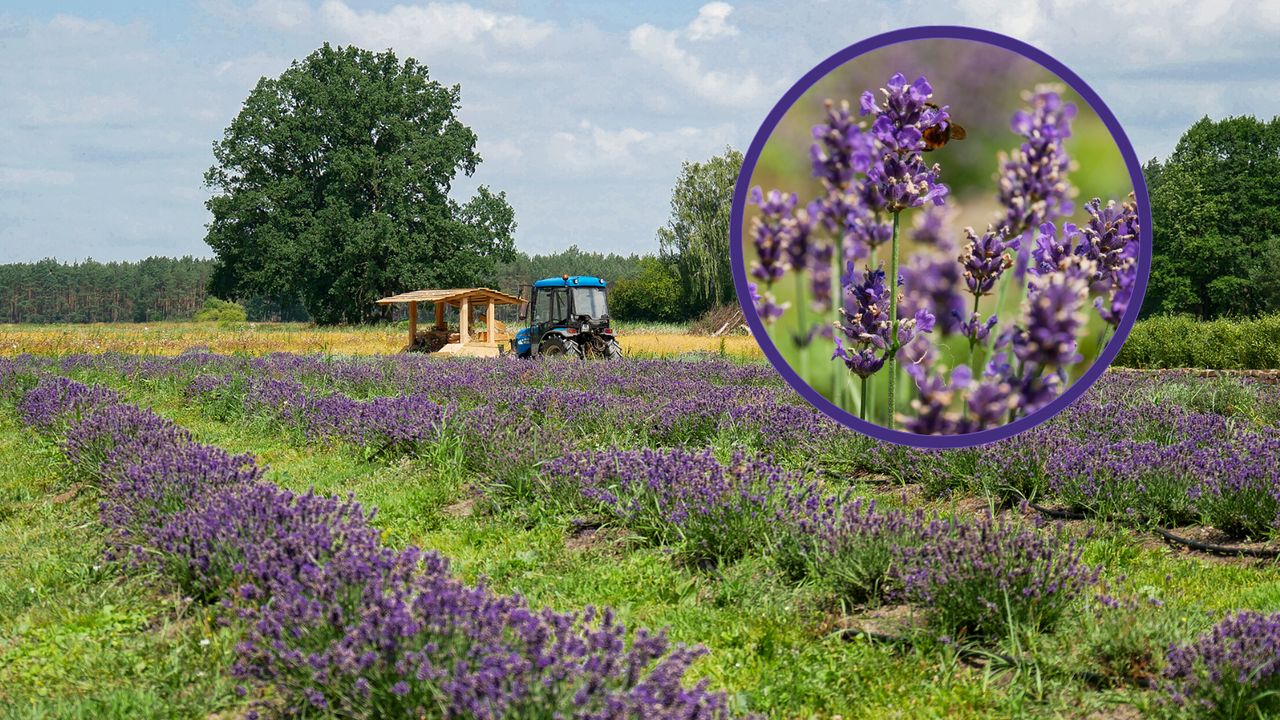 Lawenda w pełnym rozkwicie! Odkryj jej zapach, historię i niezwykłe właściwości