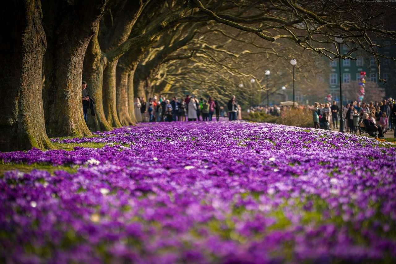 Krokusy na Błoniach w Szczecinie – znak nadejścia wiosny!