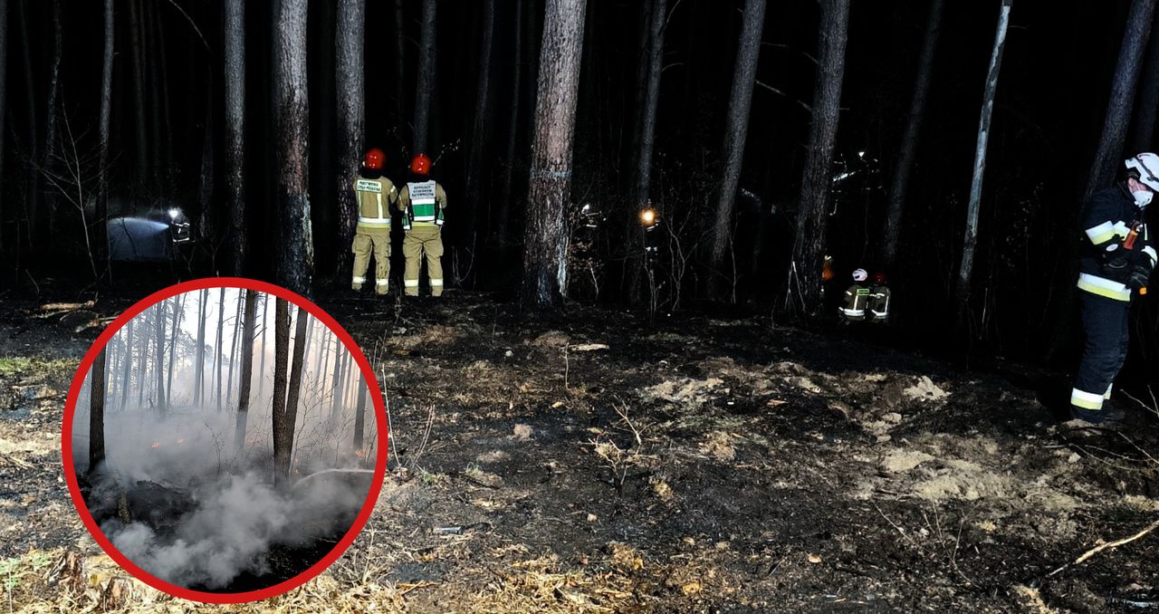 Pożar lasu w Kłodzie. Strażacy walczyli 4,5 godziny