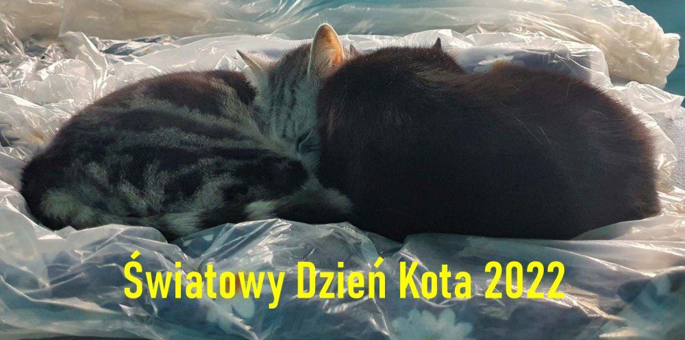 Światowy Dzień Kota