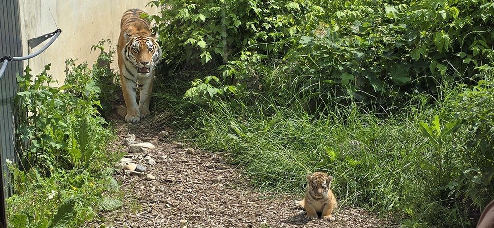 Małe tygryski pokazują się już na wybiegu zewnętrznym!