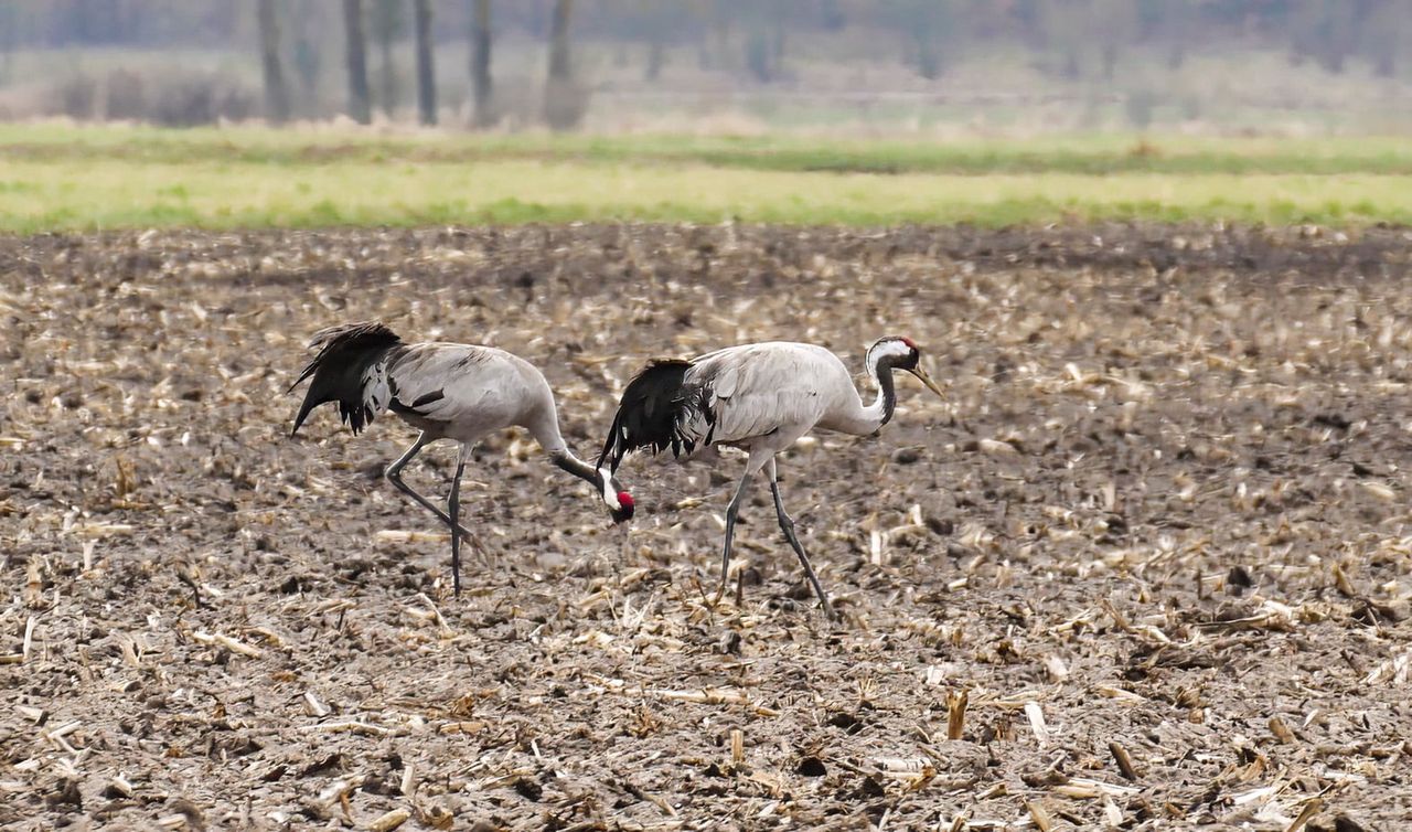 Żurawie wracają do Wielkopolski! Oznaka wiosny i rekordowa liczba ptaków