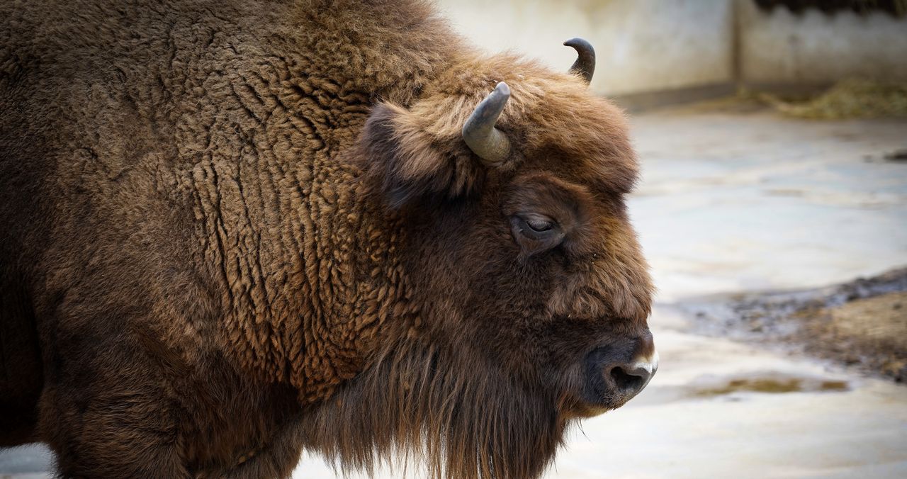 Zakończyło się liczenie żubrów