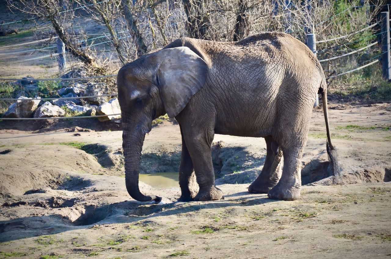 Nie żyje słonica Kinga z poznańskiego ZOO. Odeszła po tragicznym upadku