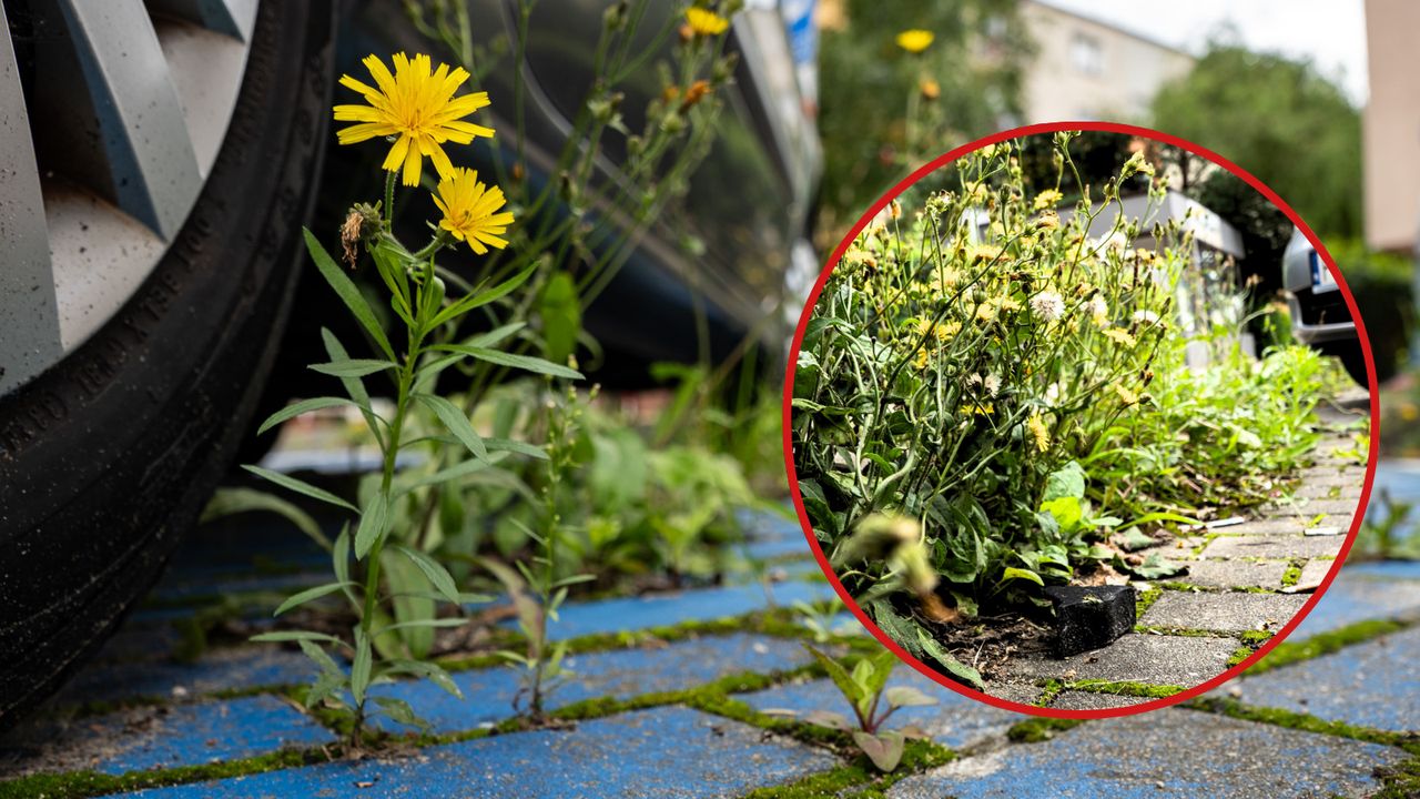 Zachwaszczona ul. Spacerowa w Pile. Mieszkańcy pytają: "Gdzie są nasze służby?"