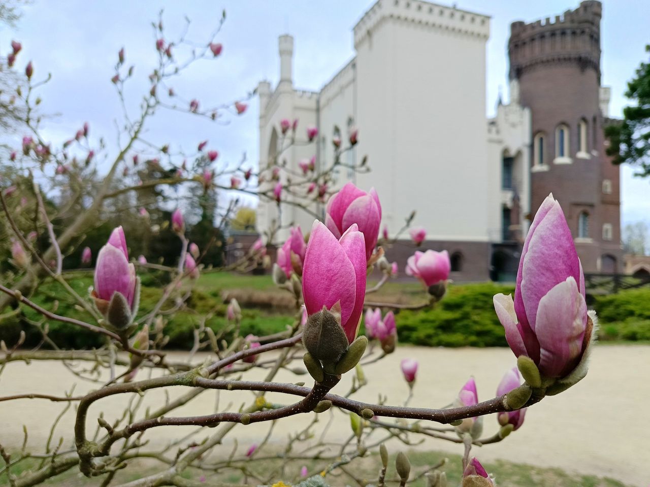Magnolie w Arboretum Kórnickim — wiosenny spektakl natury, który musisz zobaczyć!