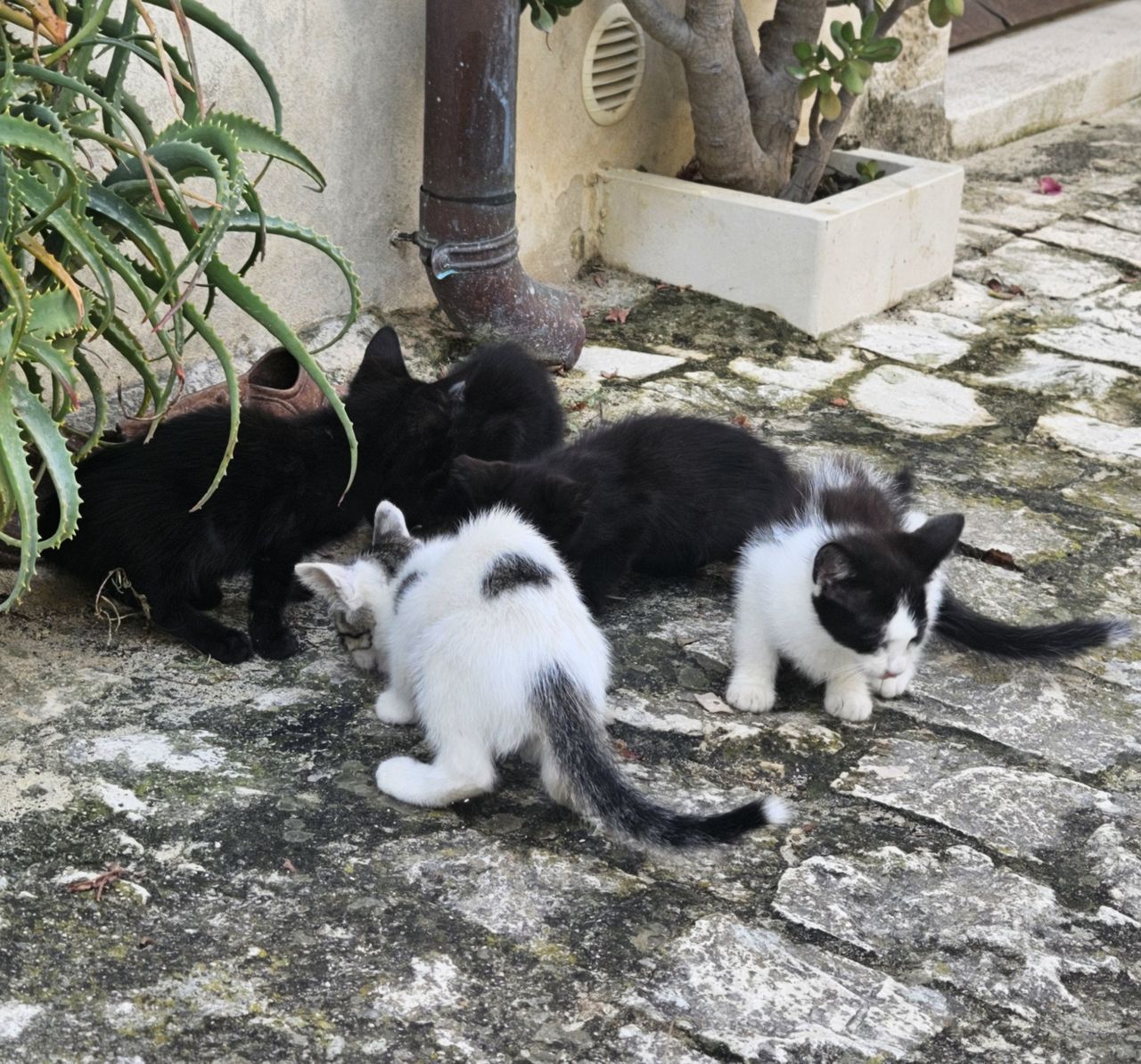 Wolno żyjące kocięta muszą szybko dorosnąć. To nie jest bajka