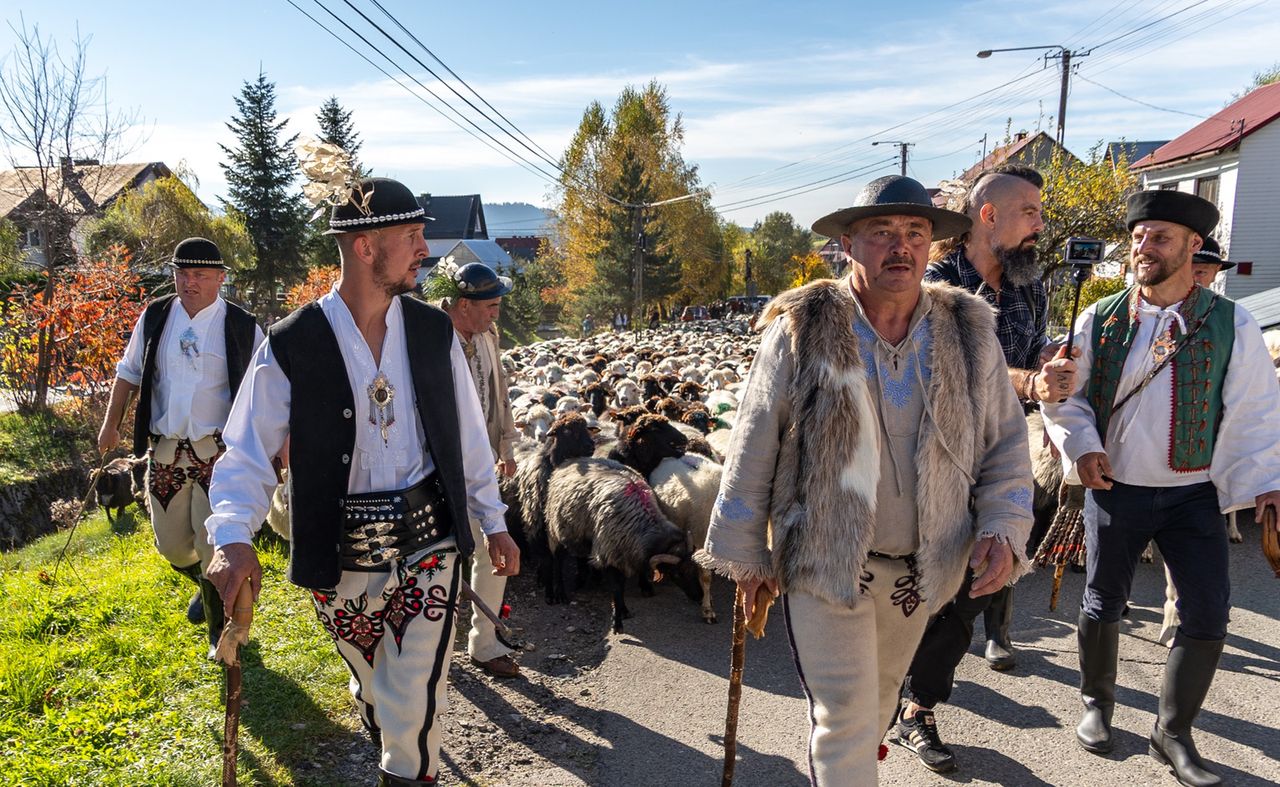 Redyki jesienne pod Tatrami – czas owiec, muzyki i świętowania