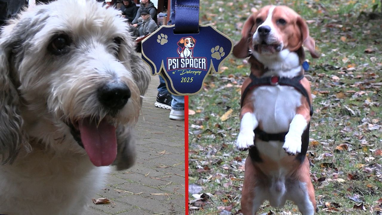 III Psi Spacer w Dobrzycy – prawie 100 czworonogów ruszyło na wspólną trasę