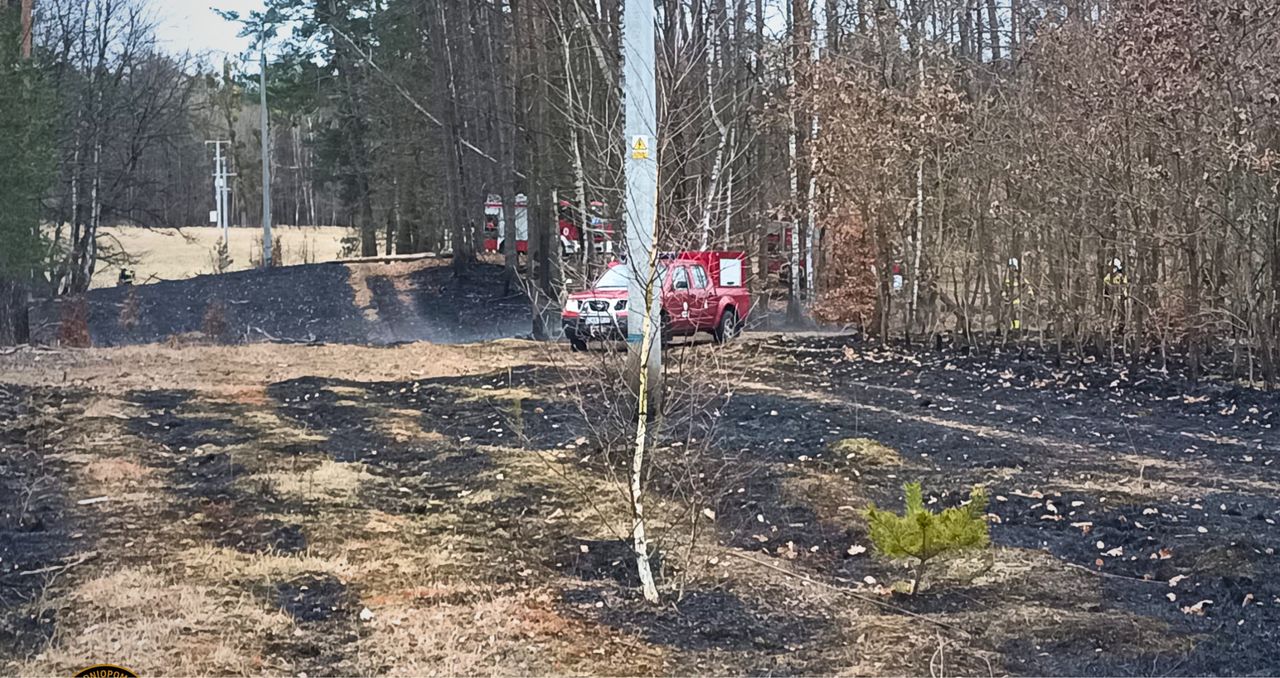 Płonął las w Leśnictwie Nakielno. Do akcji ruszył Dromader i liczne siły straży pożarnej