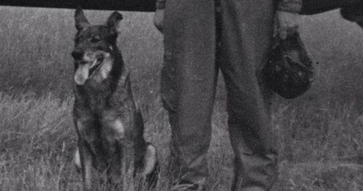 Historia psa, który stał się legendą II wojny światowej