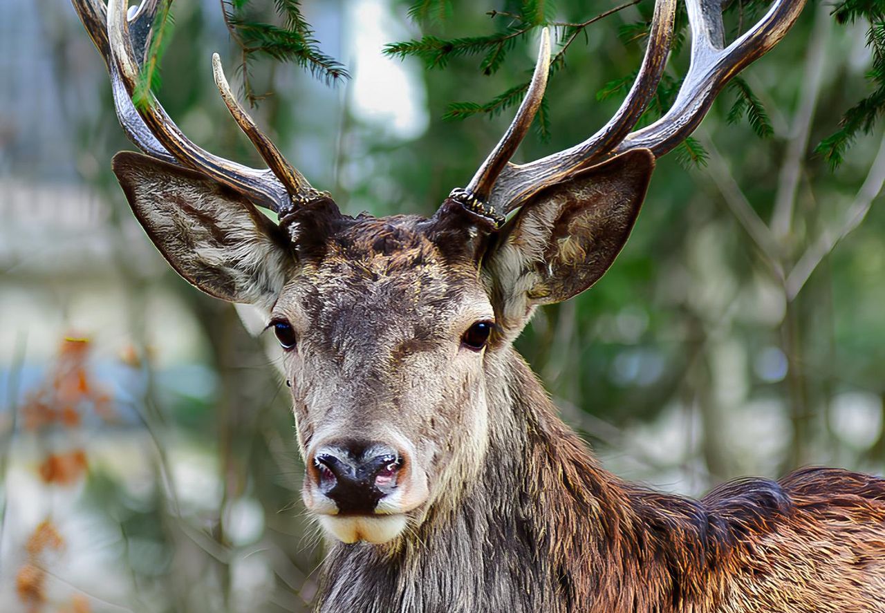 Uwaga! Trwa rykowisko jeleni – zachowajcie ostrożność