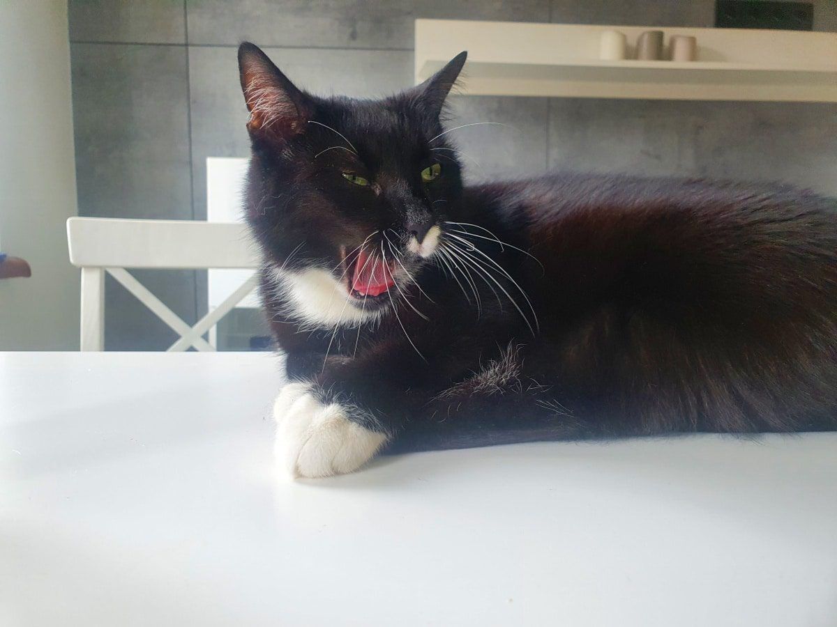 8 mitów na temat czarnego kotka