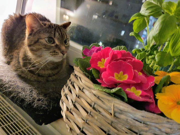 Czy koty zachowują się różnie w zależności od pory roku?