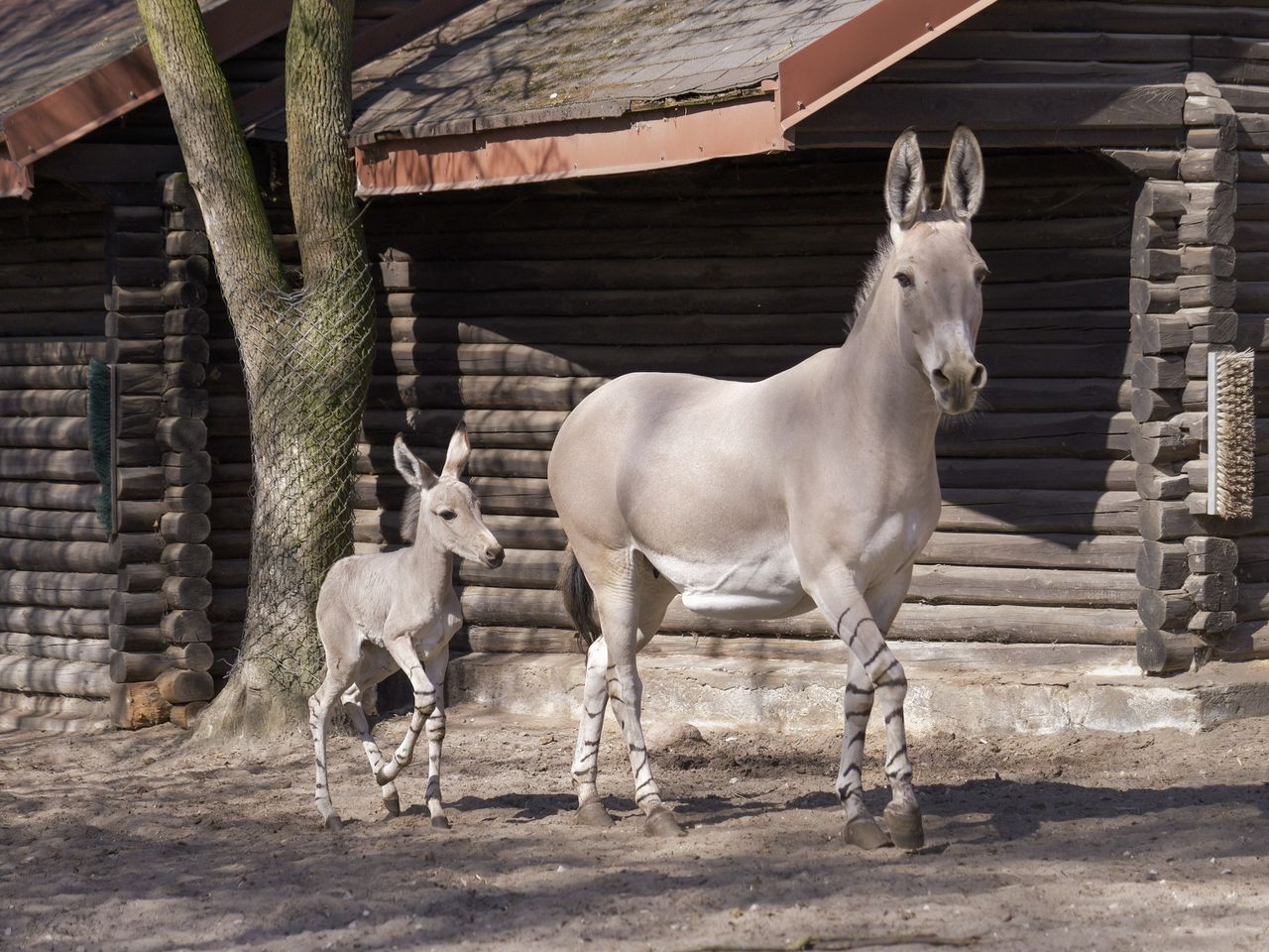Nowa mieszkanka ZOO Płock – urocza ośliczka już zachwyca odwiedzających