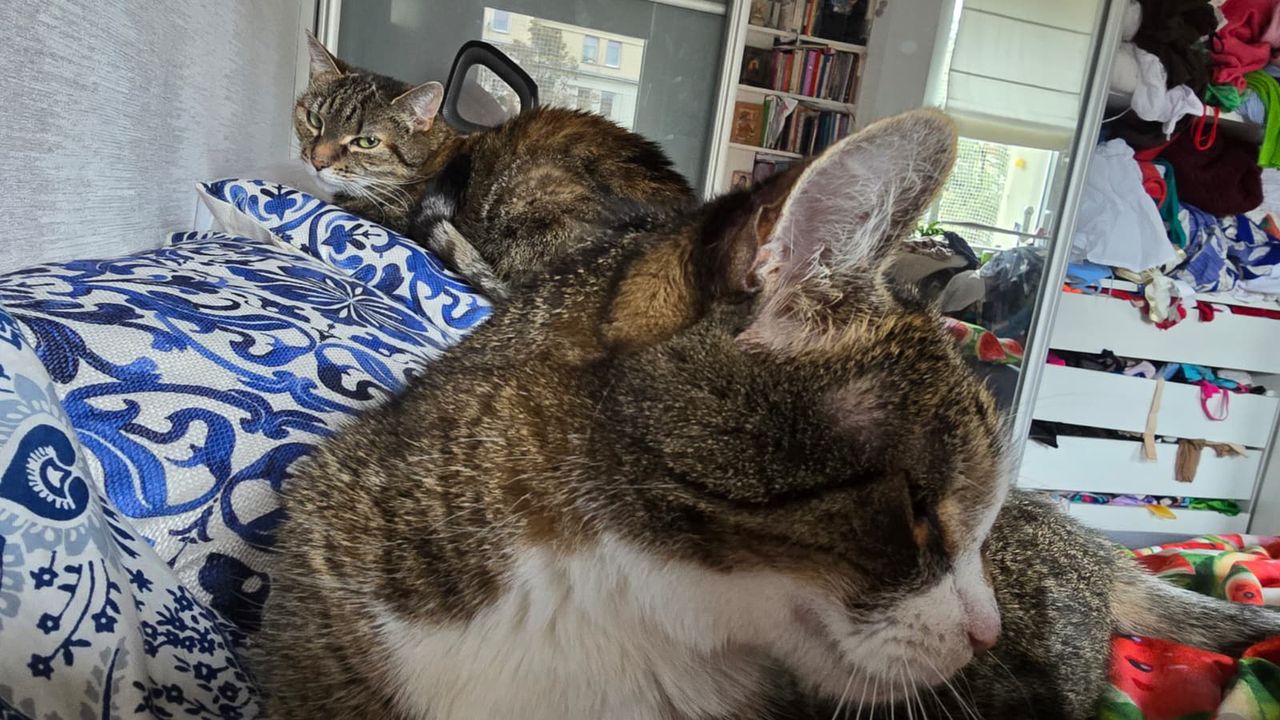 Ile razy dziennie karmić kota? Ekspertka rozwiewa wątpliwości