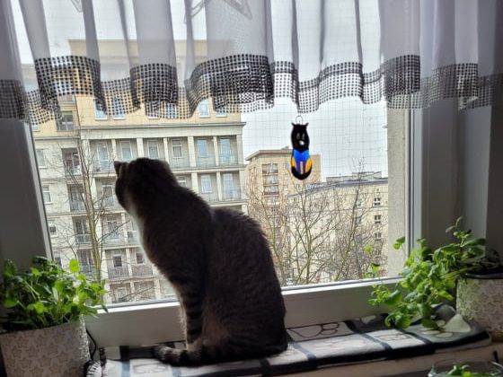 Niemcy zamykają koty w 4 ścianach! Wszystko przez… dzierlatki