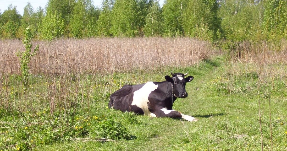 Wojna o krowę. Najdziwniejszy konflikt w średniowiecznej Polsce