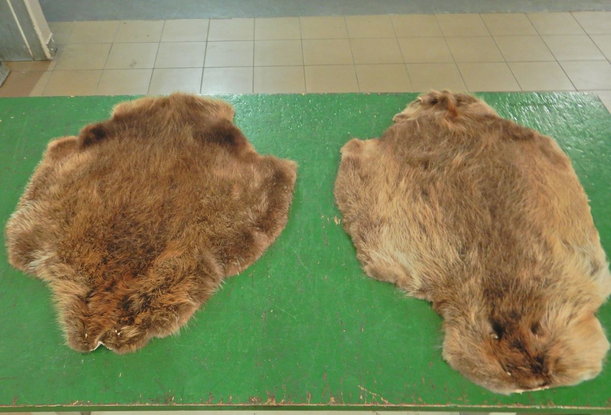 Zwierzęce skóry w bagażu. Nielegalny przewóz ujawniony na granicy w Terespolu