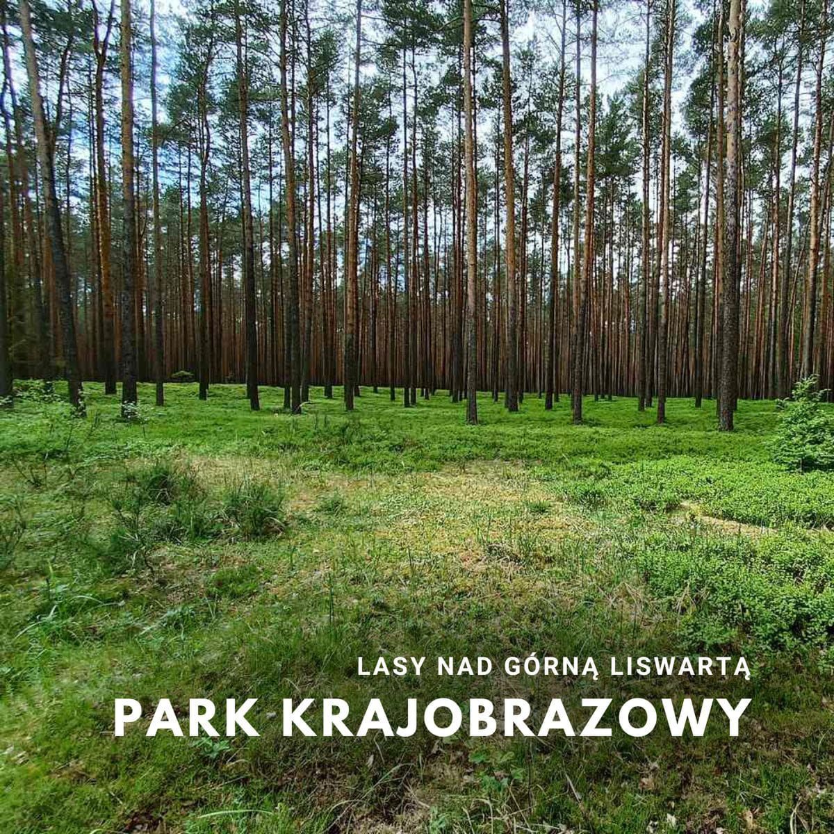 Odkryj Park Krajobrazowy Lasy nad Górną Liswartą oraz Rezerwat Rododendronów