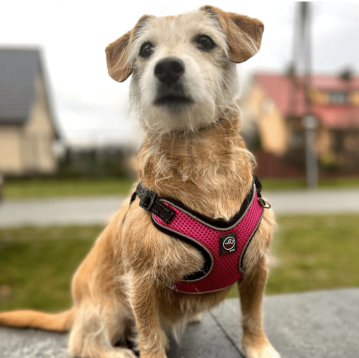 Najczęstsze błędy przy wyborze szelek dla psa – uniknij tych pułapek!