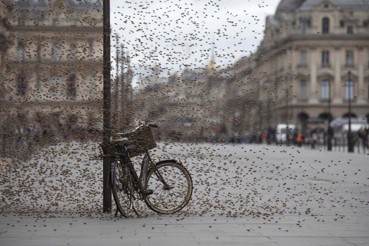 Pszczoły przejęły rower przed Luwrem. Tysiące owadów sparaliżowały wejście do metra
