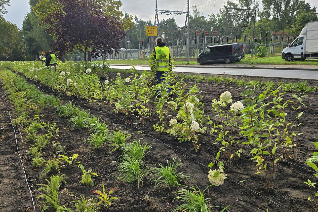 Piła zyska nowe drzewa i kwiaty. Miasto będzie bardziej zielone i przyjazne mieszkańcom