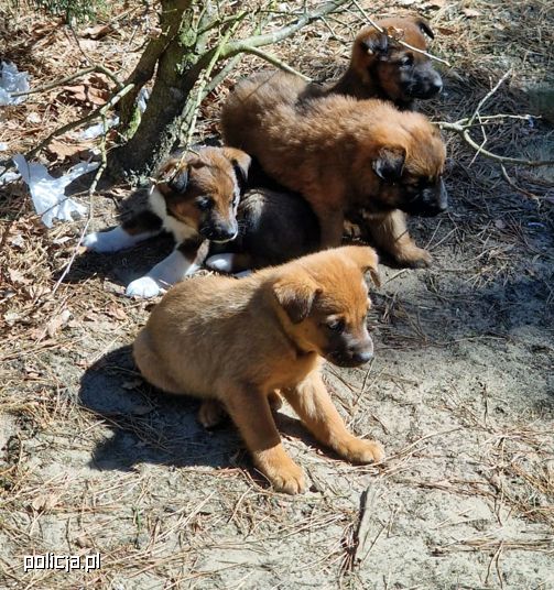 Porzucone w lesie szczenięta uratowane. Szybka reakcja policjantów zapobiegła tragedii