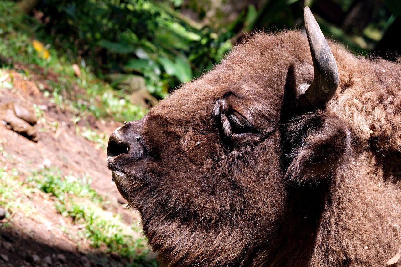 "Żubry kontra pociąg – podlaski horror na torach, trzy giganty nie miały szans"