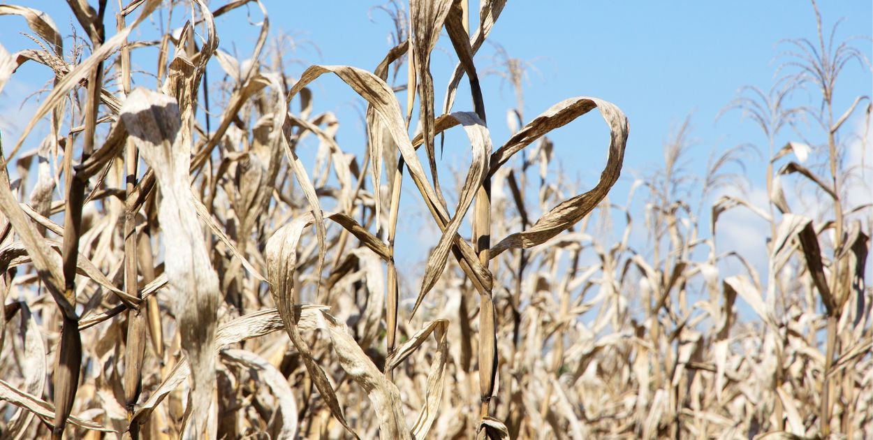 Zasuszony pierwszy kwartał, skutki mogą być dramatyczne!