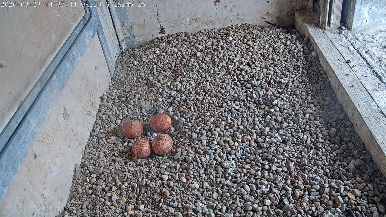 Ile piskląt przybędzie w Płocku? Sokoły wędrowne z ORLEN zniosły już 4 jaja!