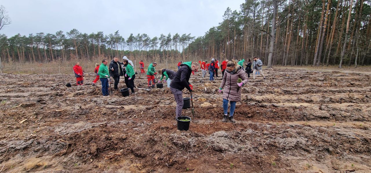 Pracownicy ORLENU sadzili drzewa pod Płockiem – ekologiczna akcja z okazji Dnia Ziemi!