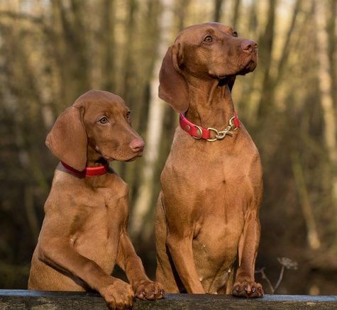 Znaczenie probiotyków dla układu pokarmowego psa