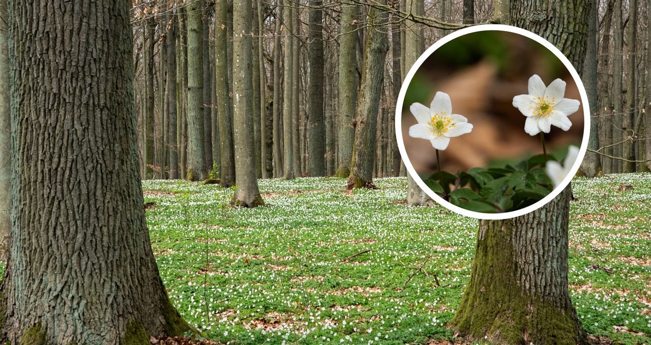 Biały dywan w lasach. Ruszył spektakl, na który czekaliśmy cały rok!